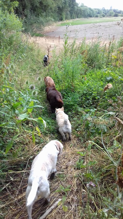 Photo associated with Hot to Trot Dog Walking & Grooming