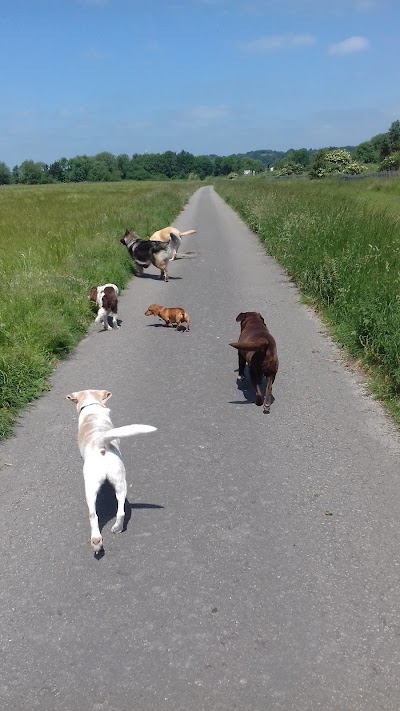 Photo associated with Hot to Trot Dog Walking & Grooming