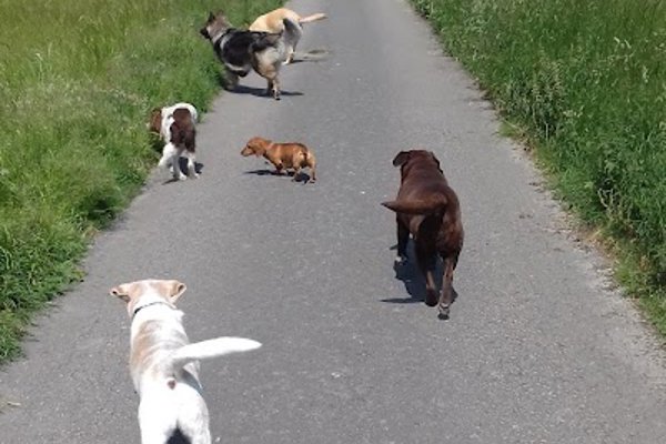 Photo associated with Hot to Trot Dog Walking & Grooming