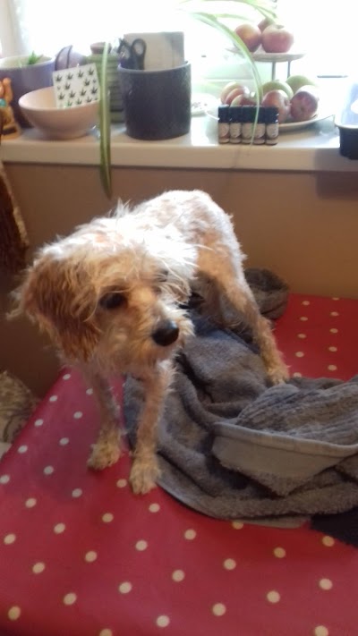 Photo associated with Hot to Trot Dog Walking & Grooming