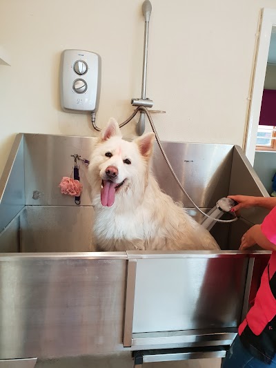 Photo associated with Bubbles & Barks Dog Grooming Halifax