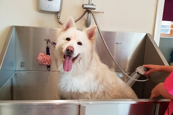 Photo associated with Bubbles & Barks Dog Grooming Halifax