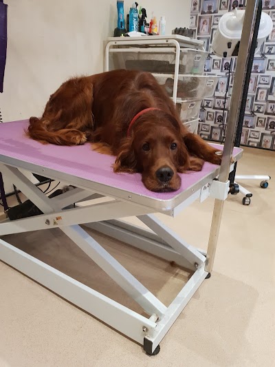 Photo associated with Bubbles & Barks Dog Grooming Halifax