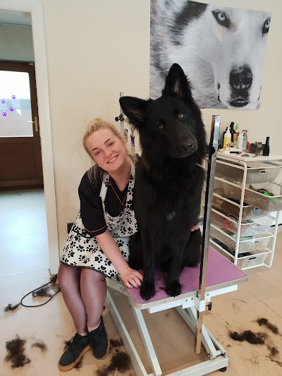 Photo associated with Bubbles & Barks Dog Grooming Halifax