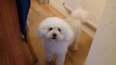 Photo associated with SCRUFFY 2 FLUFFY MOBILE DOG GROOMING