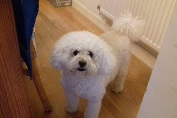 Photo associated with SCRUFFY 2 FLUFFY MOBILE DOG GROOMING