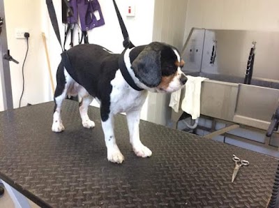 Photo associated with K9 Dog Grooming