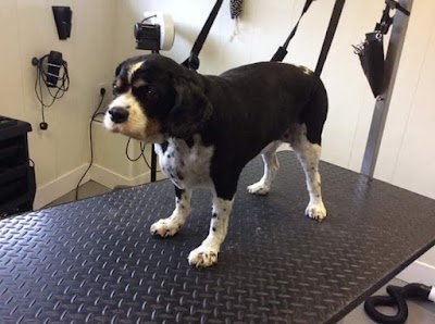 Photo associated with K9 Dog Grooming