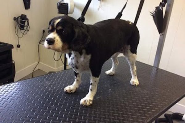 Photo associated with K9 Dog Grooming