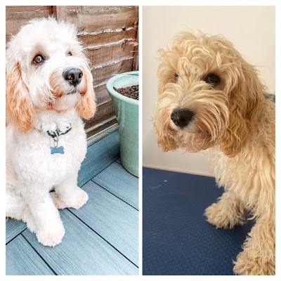 Photo associated with Ripley's Dog Groomers