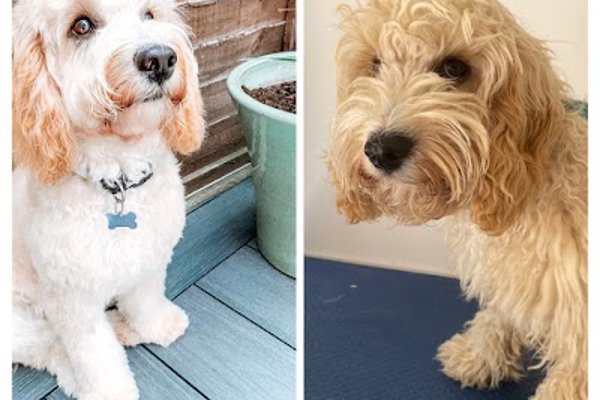 Photo associated with Ripley's Dog Groomers