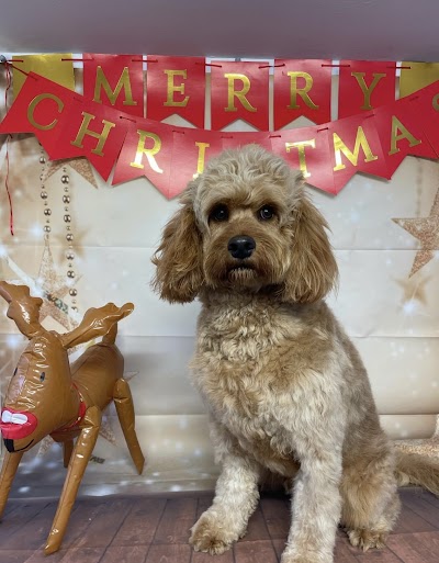 Photo associated with Ripley's Dog Groomers