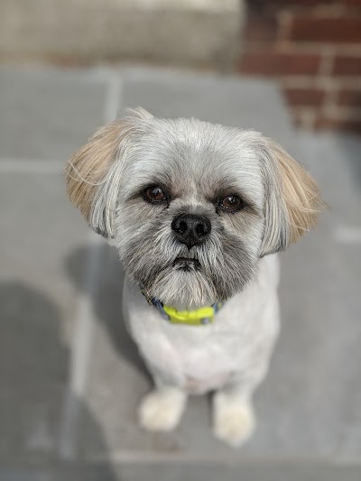 Photo associated with Poochie Parlour