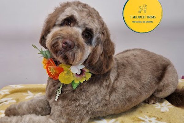 Photo associated with Tailored Trims-Professional Dog Grooming