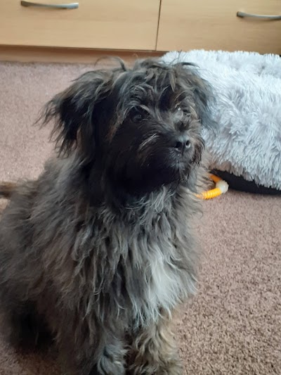 Photo associated with The Furry Dog mother