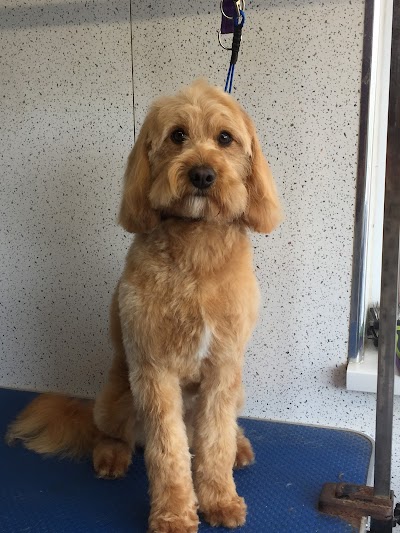 Photo associated with The Furry Dog mother