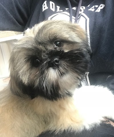 Photo associated with Shaggy Chic Dog Grooming