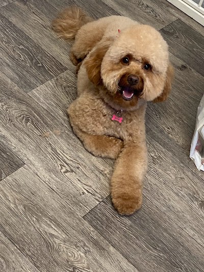 Photo associated with Shaggy Chic Dog Grooming