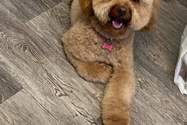 Photo associated with Shaggy Chic Dog Grooming