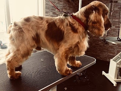 Photo associated with Shaggy Chic Dog Grooming