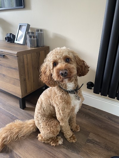 Photo associated with Mrs B's Dog Grooming and Dog Grooming Academy