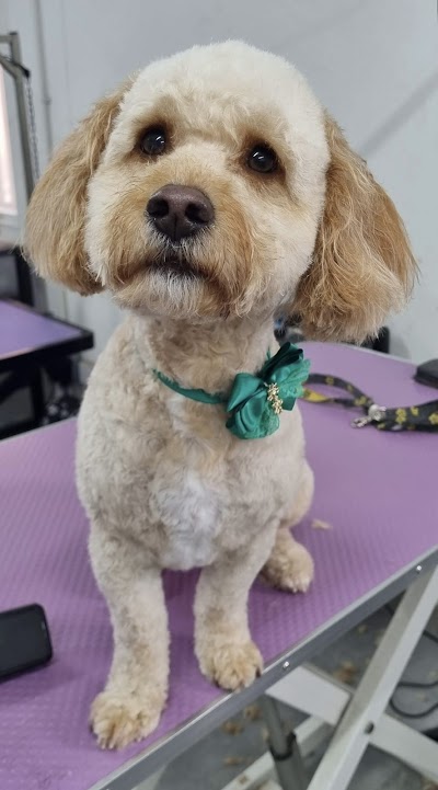 Photo associated with Mrs B's Dog Grooming and Dog Grooming Academy