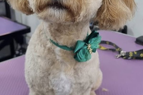 Photo associated with Mrs B's Dog Grooming and Dog Grooming Academy