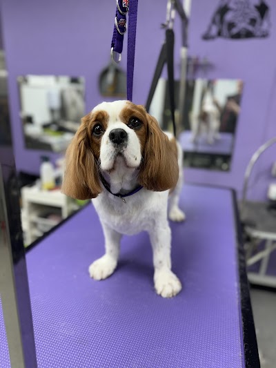 Photo associated with Hardwick’s Canine Grooming
