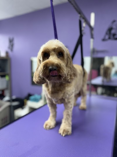 Photo associated with Hardwick’s Canine Grooming