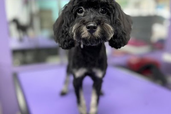 Photo associated with Hardwick’s Canine Grooming