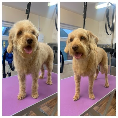 Photo associated with Emily’s Dog Grooming and Pet Services