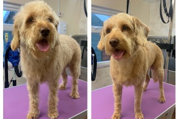 Photo associated with Emily’s Dog Grooming and Pet Services