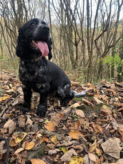 Photo associated with Emily’s Dog Grooming and Pet Services