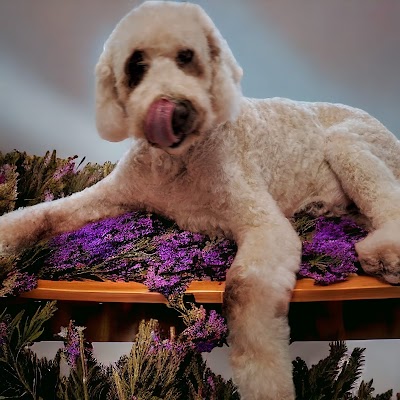 Photo associated with Sleek & Chic Dog Groomers