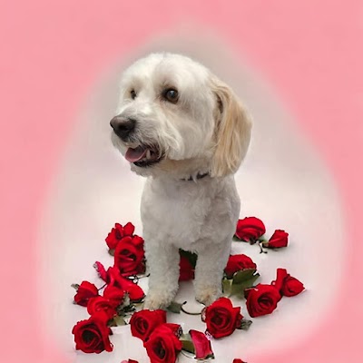 Photo associated with Sleek & Chic Dog Groomers