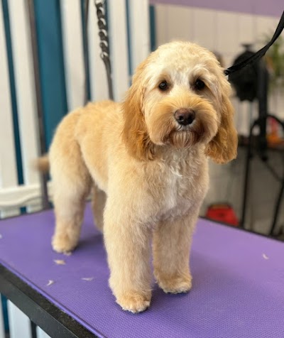 Photo associated with Sleek & Chic Dog Groomers