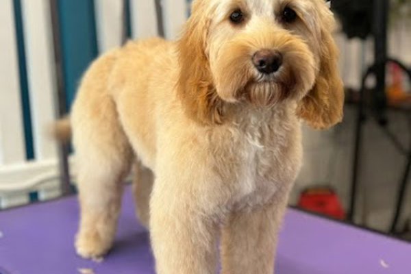 Photo associated with Sleek & Chic Dog Groomers