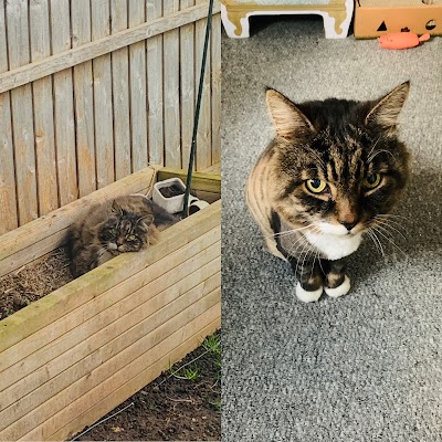 Photo associated with Purrfect And Pooch Ltd: Cat and Dog Groomers (Sheffield)
