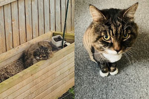 Photo associated with Purrfect And Pooch Ltd: Cat and Dog Groomers (Sheffield)