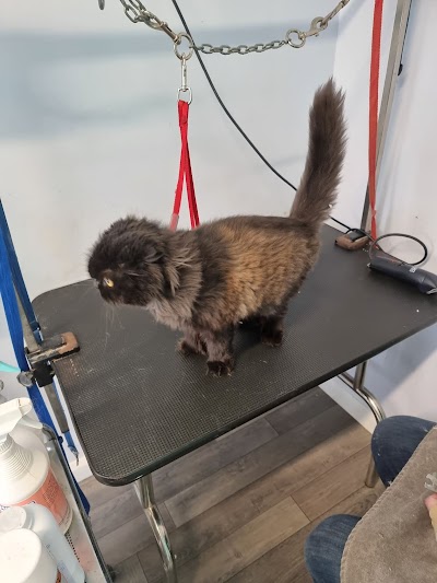 Photo associated with Purrfect And Pooch Ltd: Cat and Dog Groomers (Sheffield)