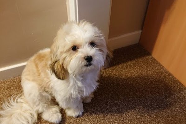 Photo associated with Waggy Washers