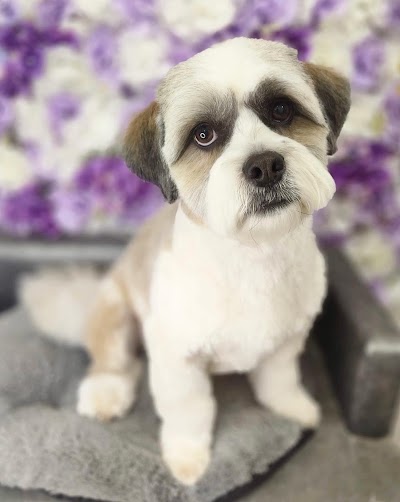 Photo associated with Daniella’s Dog Grooming