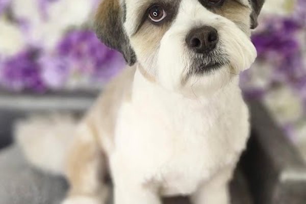 Photo associated with Daniella’s Dog Grooming
