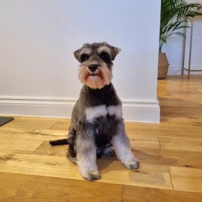 Photo associated with Cutie Dogs