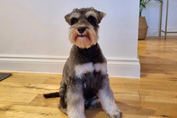Photo associated with Cutie Dogs
