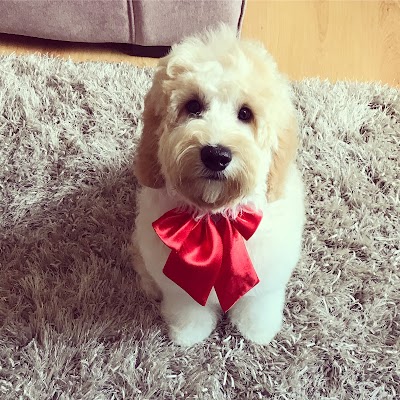 Photo associated with Mucky Mutts dog grooming