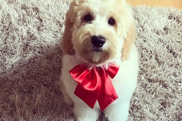Photo associated with Mucky Mutts dog grooming