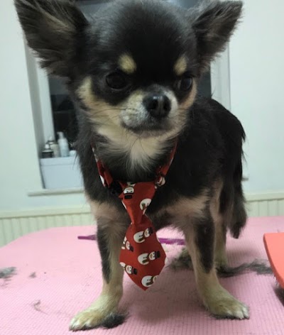 Photo associated with Mucky Mutts dog grooming