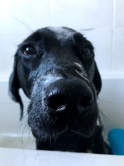 Photo associated with Mucky Mutts dog grooming