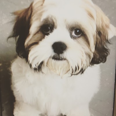 Photo associated with Best Buddies Dog Grooming